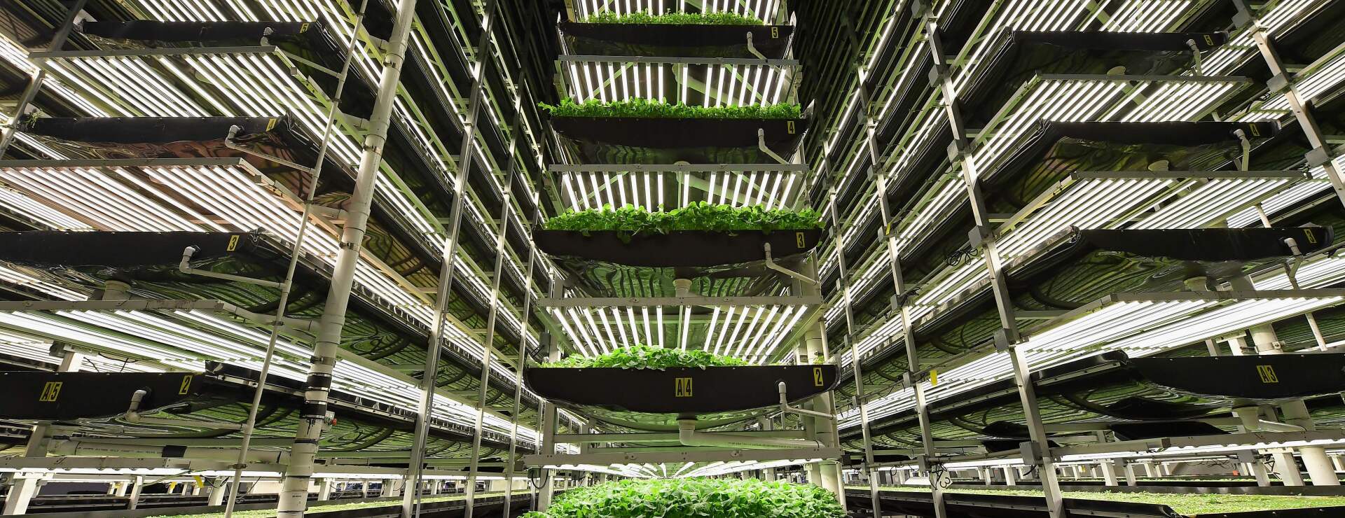 Indoor Vertical Farmer AeroFarms Files for Chapter 11 Bankruptcy